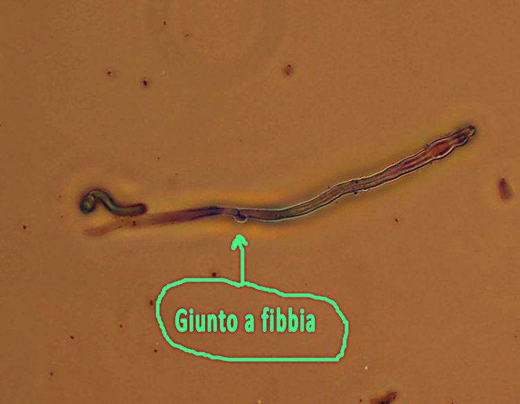 Aphyllophorales su...sabbia!! (Schizophyllum commune)